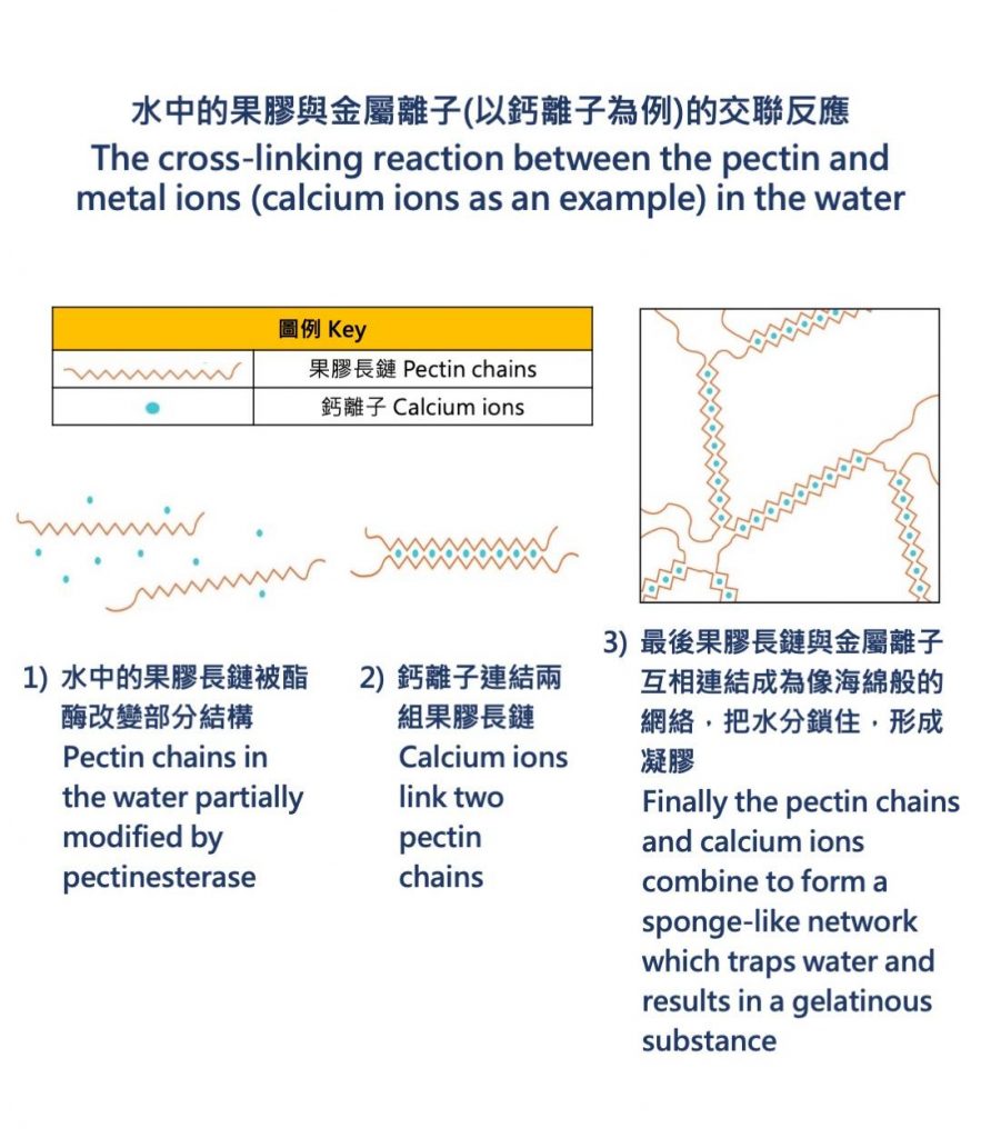 水中的果膠與金屬離子的交聯反應（香港科學館facebook圖片）